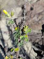 Image of Oxalis virgata Rusby