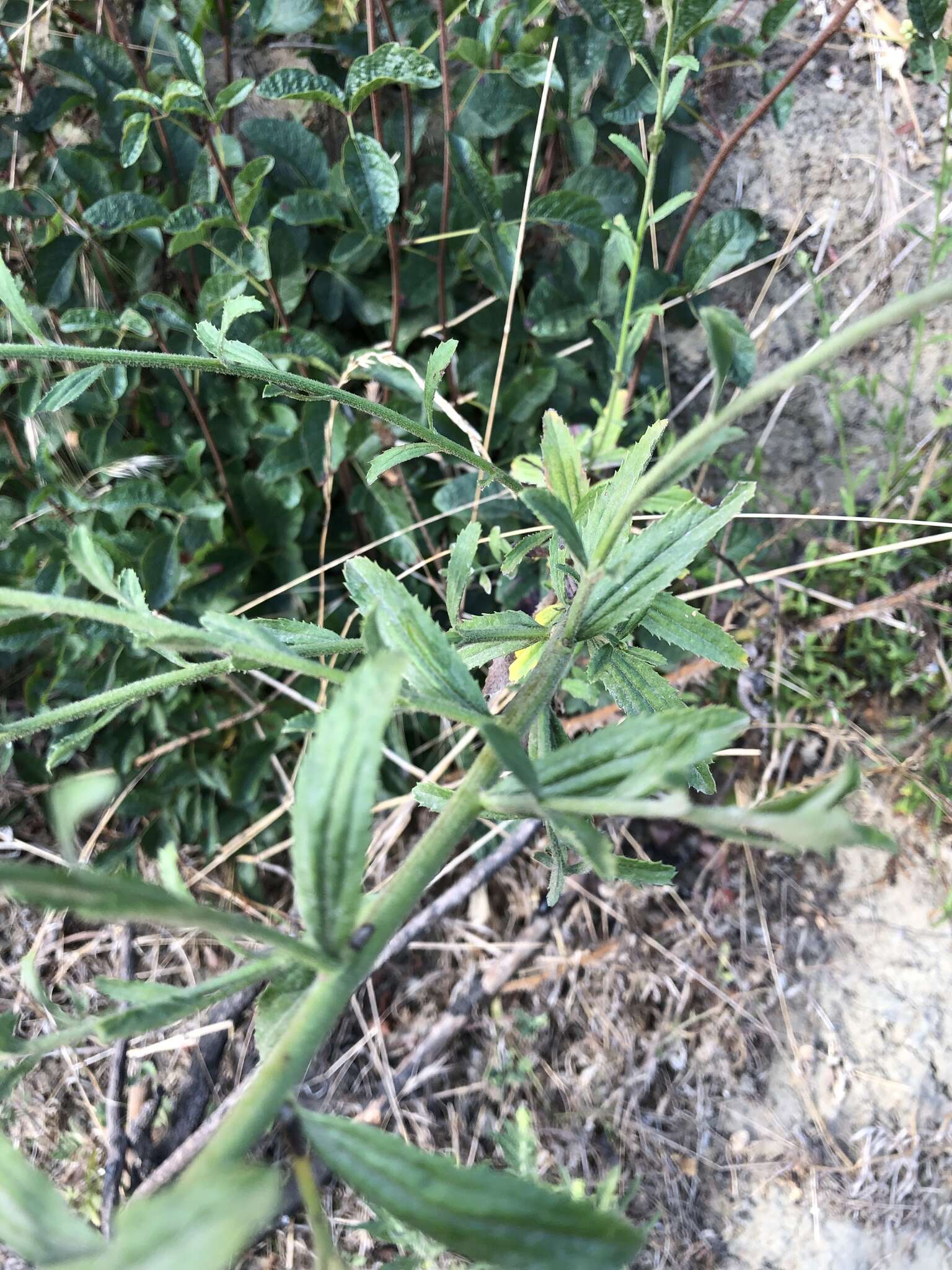 Image of Plummer's baccharis