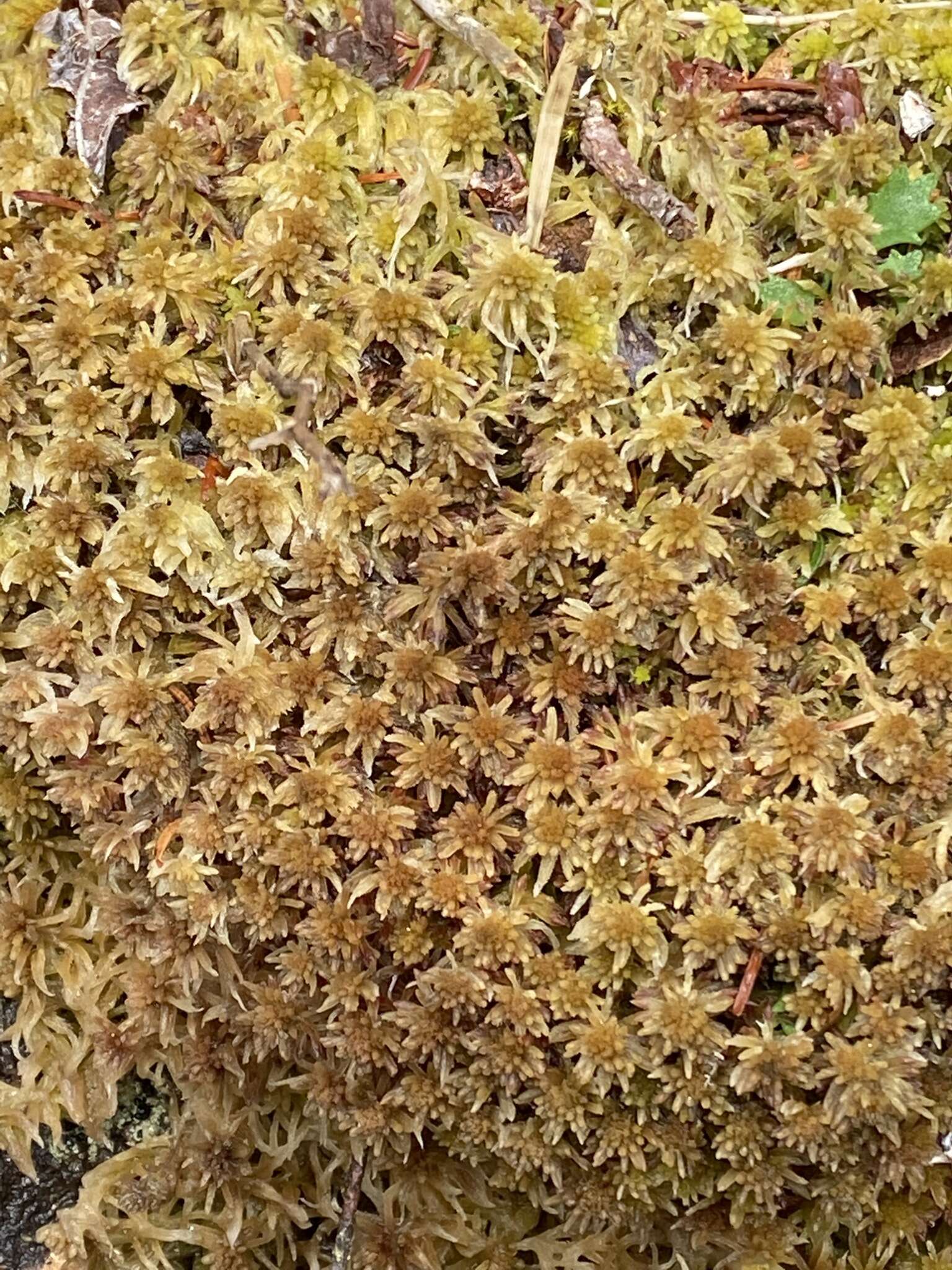 Imagem de Sphagnum quinquefarium Warnstorf 1886