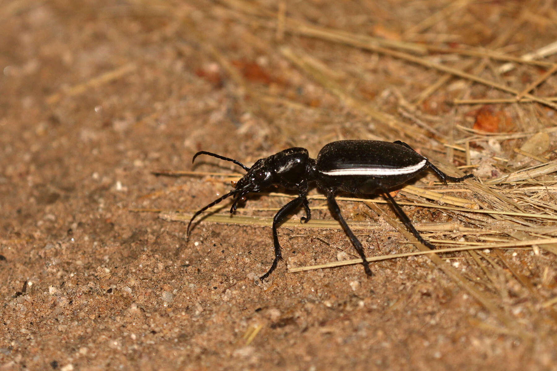 Image of Anthia (Anthia) cinctipennis Lequien 1833