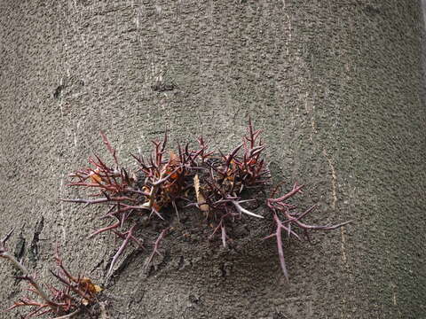 Image of Chinese honeylocust