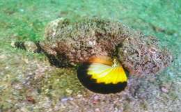 Image of Flasher scorpionfish
