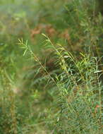 Image of Pimelea axiflora subsp. axiflora