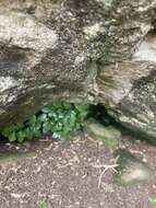 Image of Asplenium pauperequitum Brownsey & P. J. Jacks.