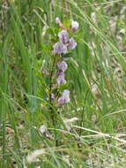 Cytisus purpureus Scop.的圖片