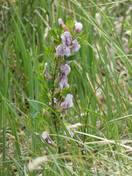 Cytisus purpureus Scop.的圖片