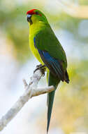 Image of New Caledonian Parakeet