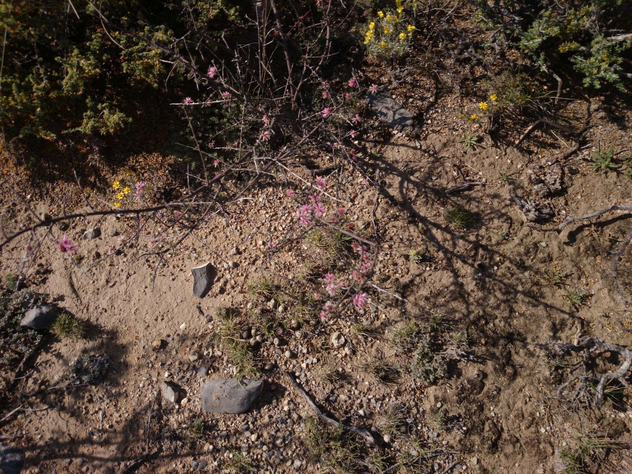 Image de Mimosa zygophylla A. Gray