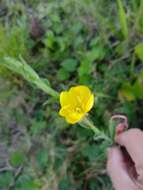 Image de Oenothera parodiana Munz