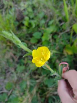 Oenothera parodiana Munz的圖片