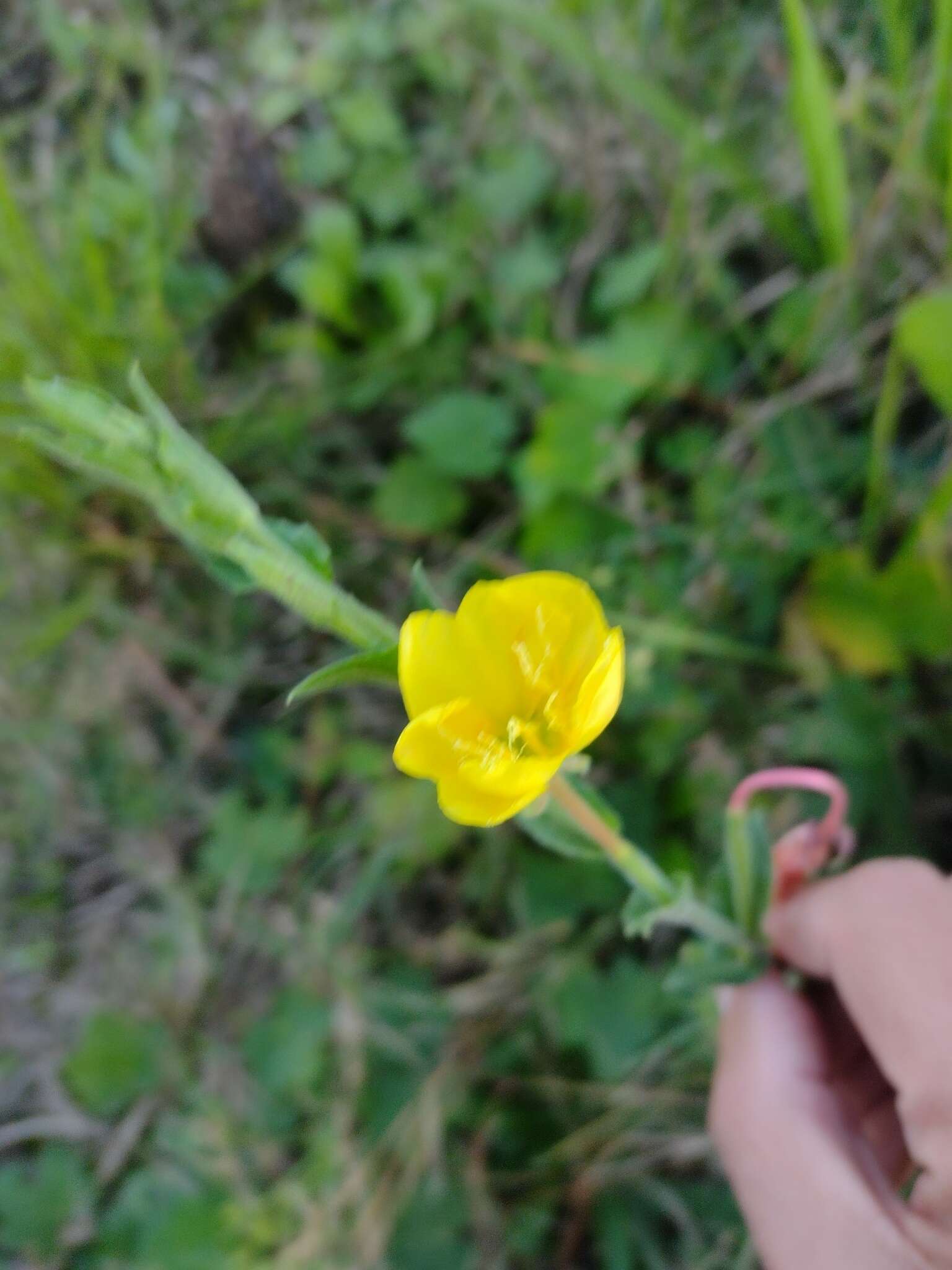 Plancia ëd Oenothera parodiana Munz