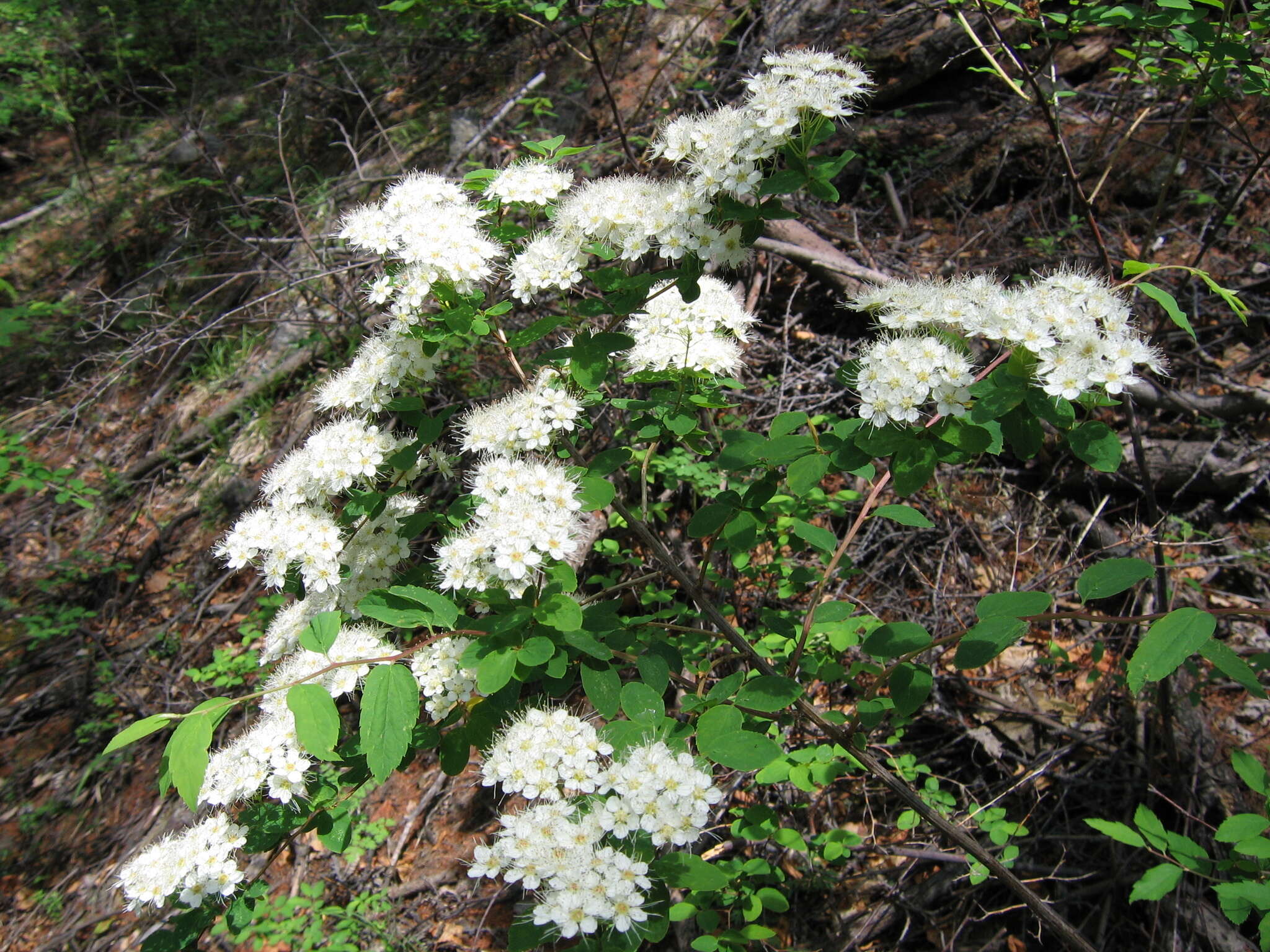 Image of Spiraea flexuosa Fisch. ex Cambess.