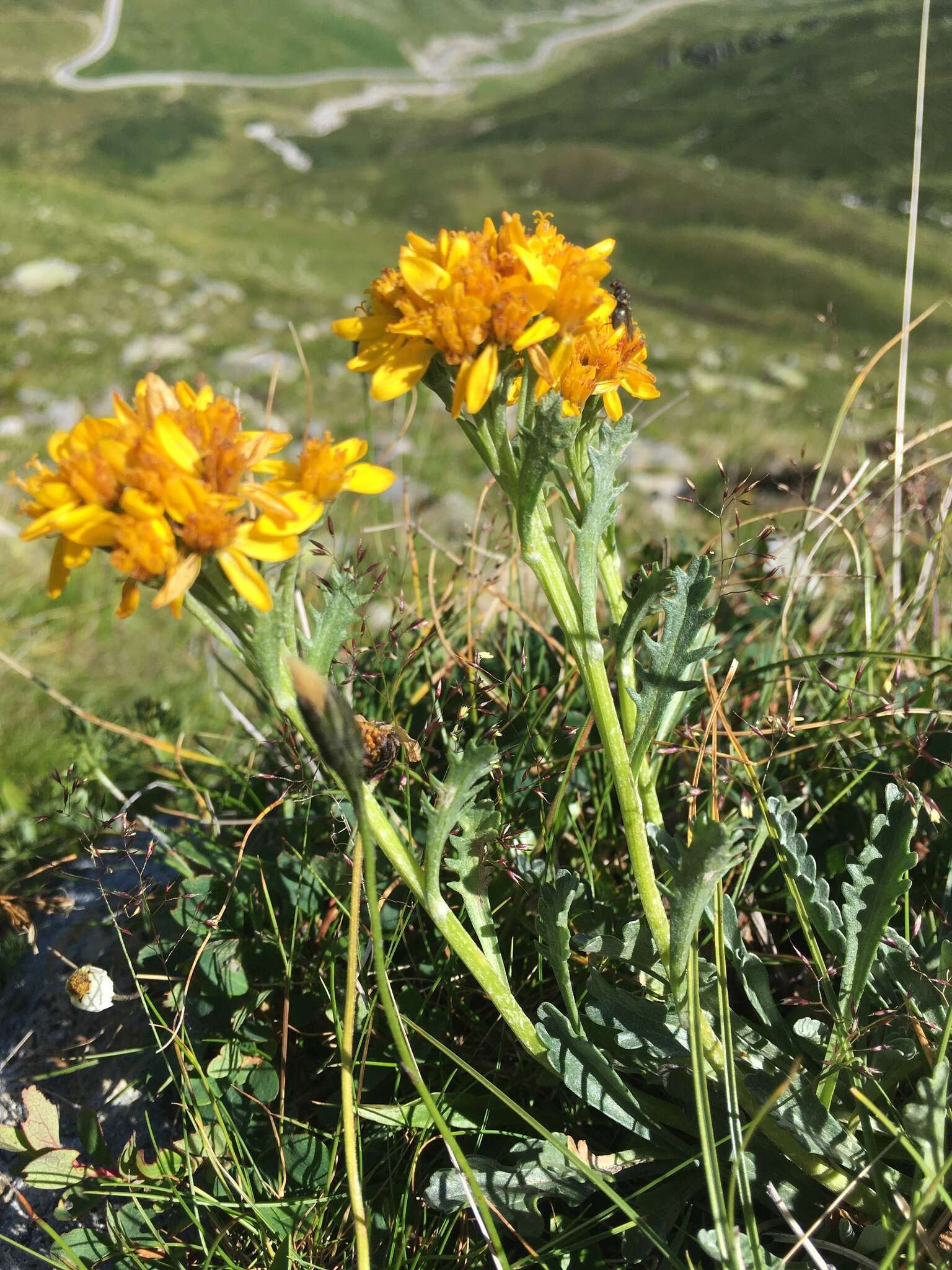 Image of Jacobaea carniolica (Willd.) Schrank