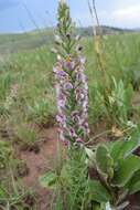 Image of Brachycorythis pubescens Harv.