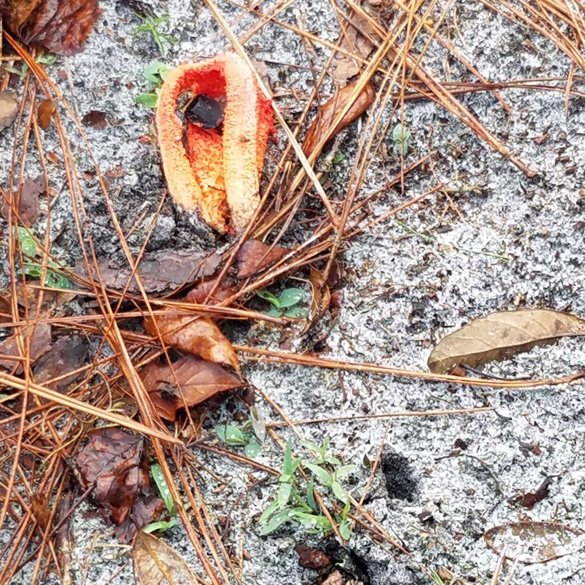 Imagem de Clathrus columnatus Bosc 1811