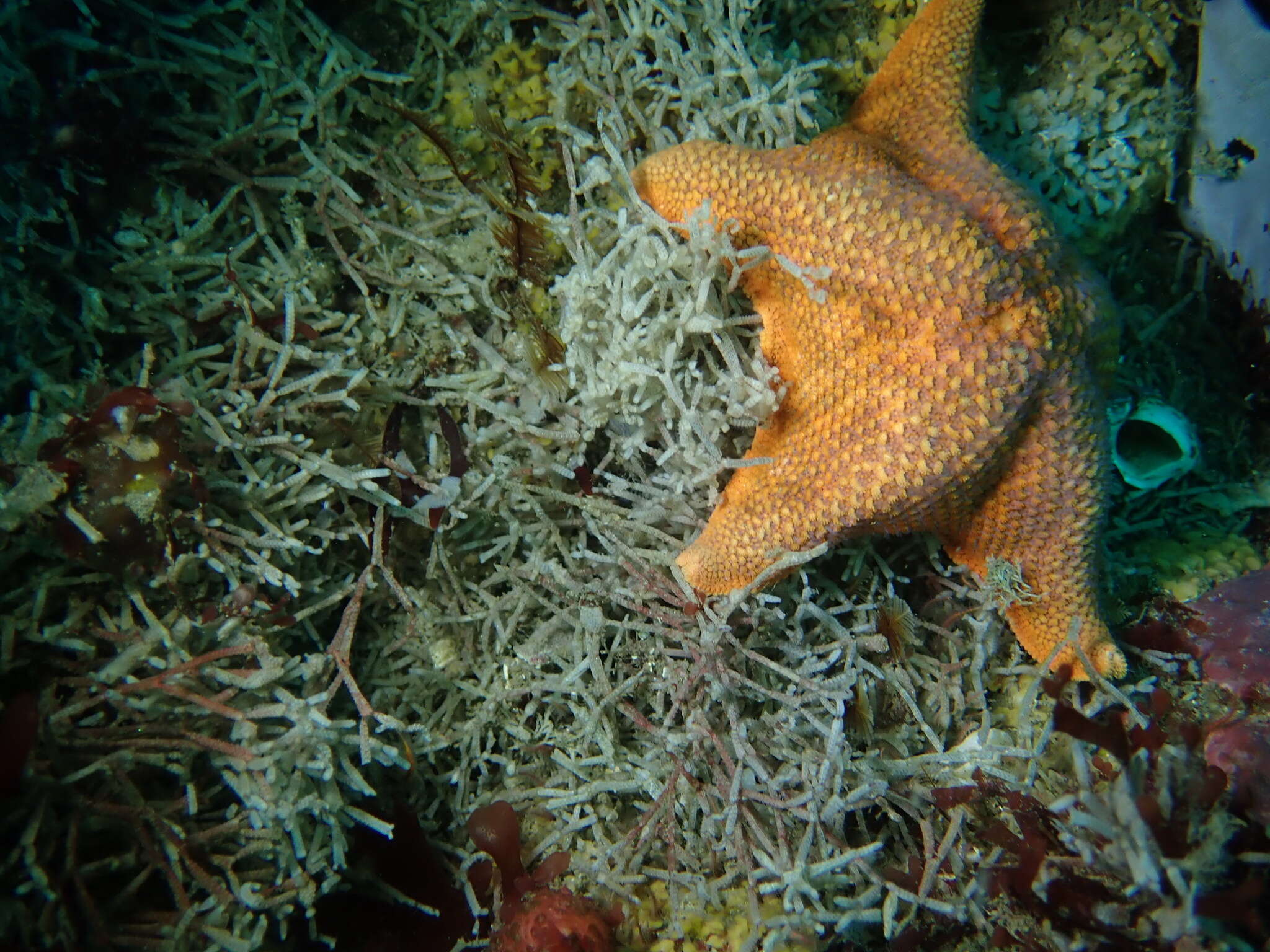 Image of Thalamoporella californica (Levinsen 1909)