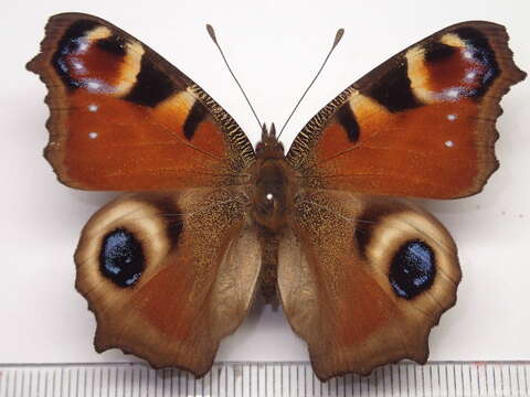 Image of Aglais io geisha (Stichel 1908)