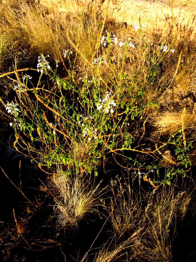 Image of Chascanum garipense E. Mey.