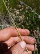 Image of Anthosachne scabra (R. Br.) Nevski