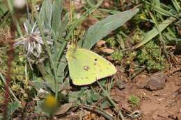 Image of Colias aurorina Herrich-Schäffer (1850)