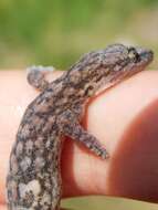 Слика од Afrogecko porphyreus (Daudin 1802)