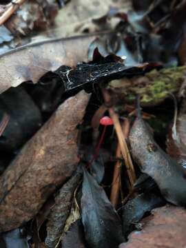 Image of Mycena ura Segedin 1991