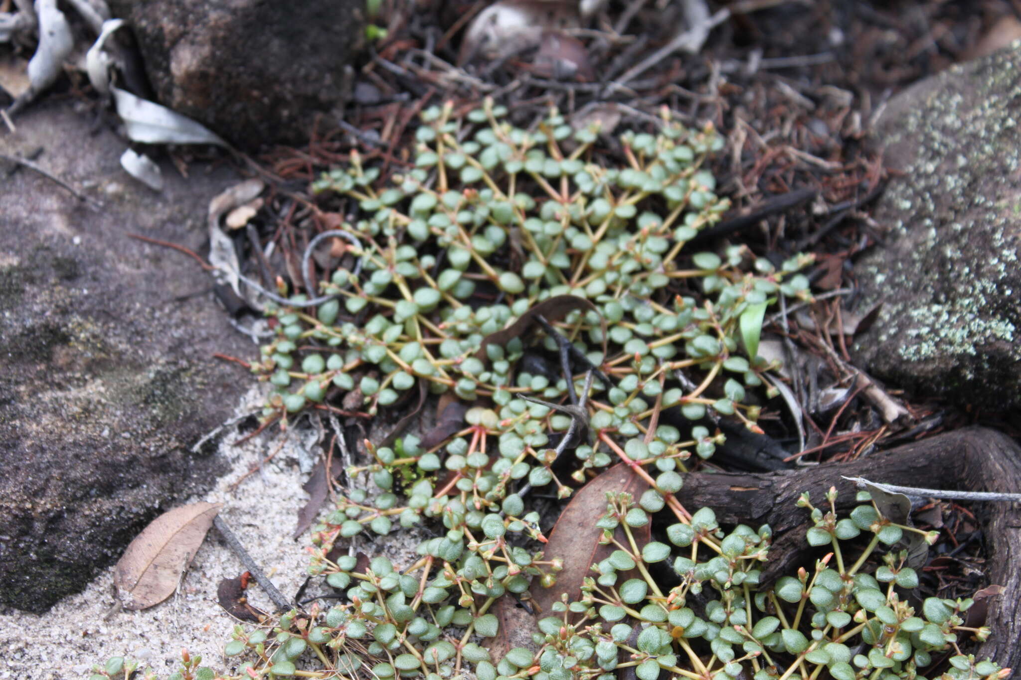 Image of Portulaca bicolor F. Müll.