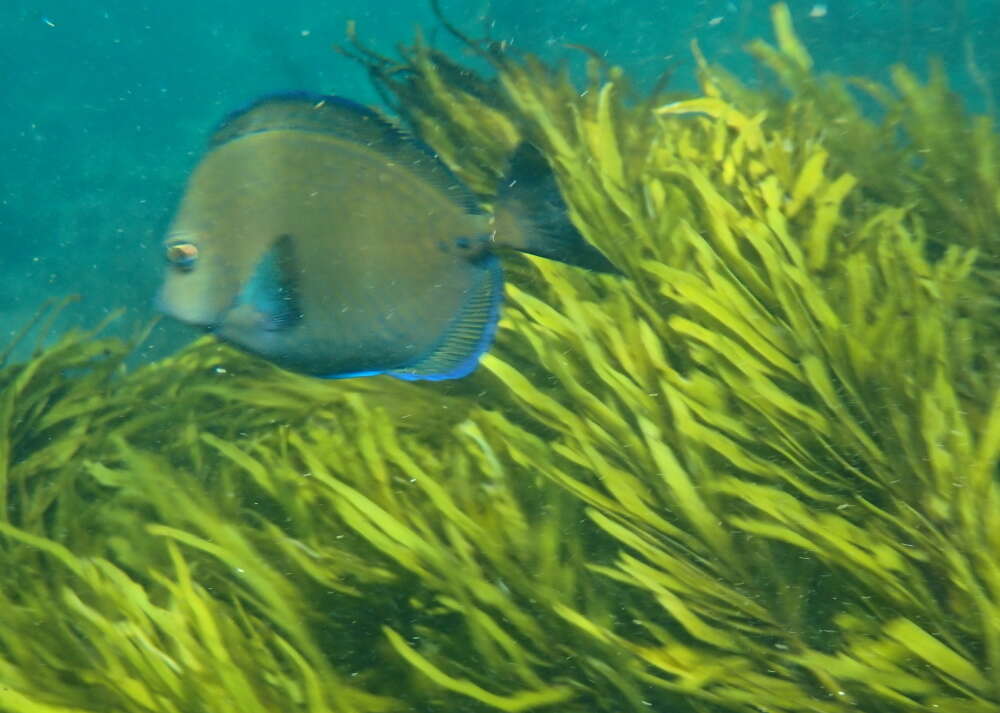 Image of Sawtail surgeonfish