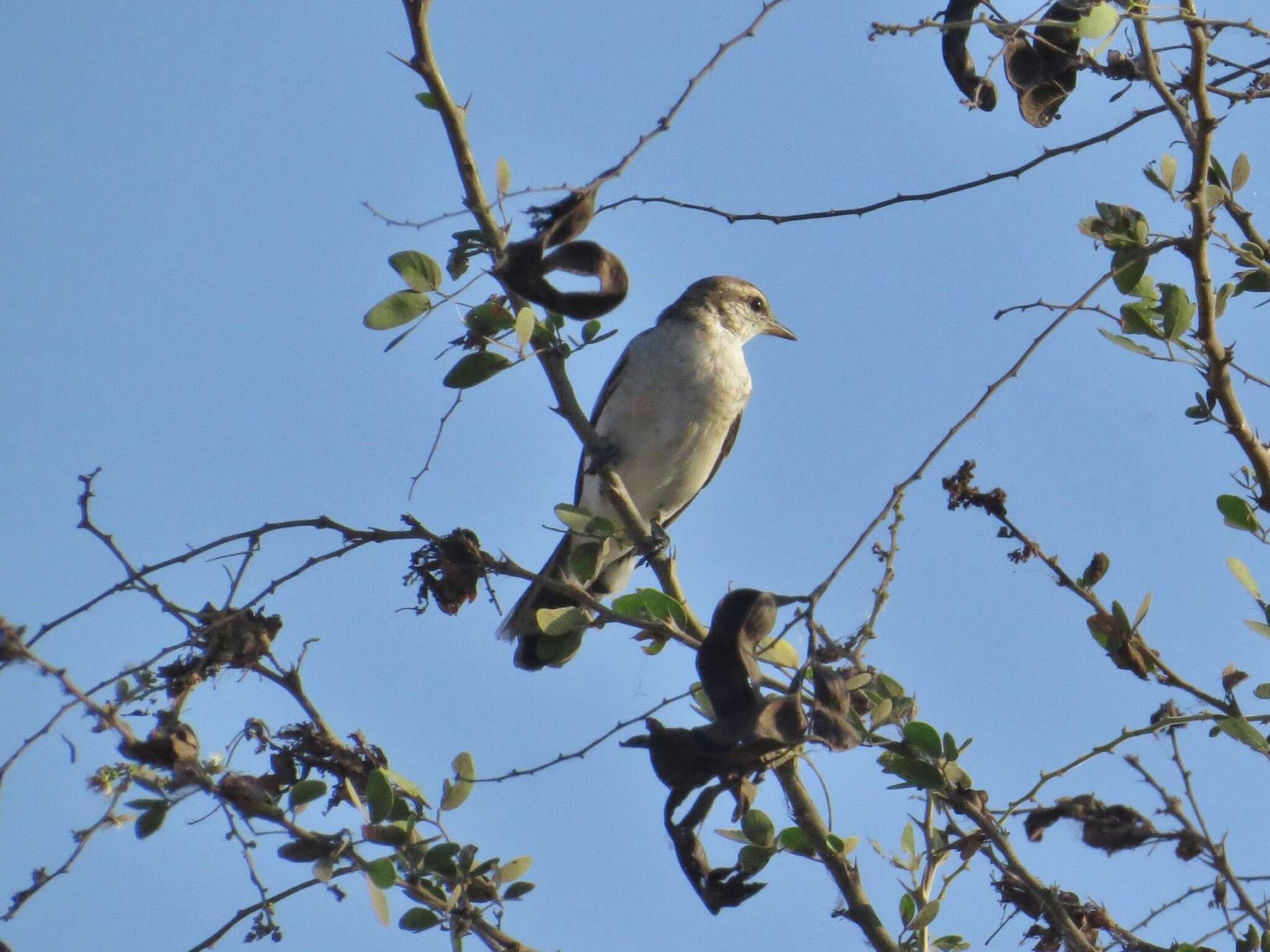 Image of White-shouldered Triller