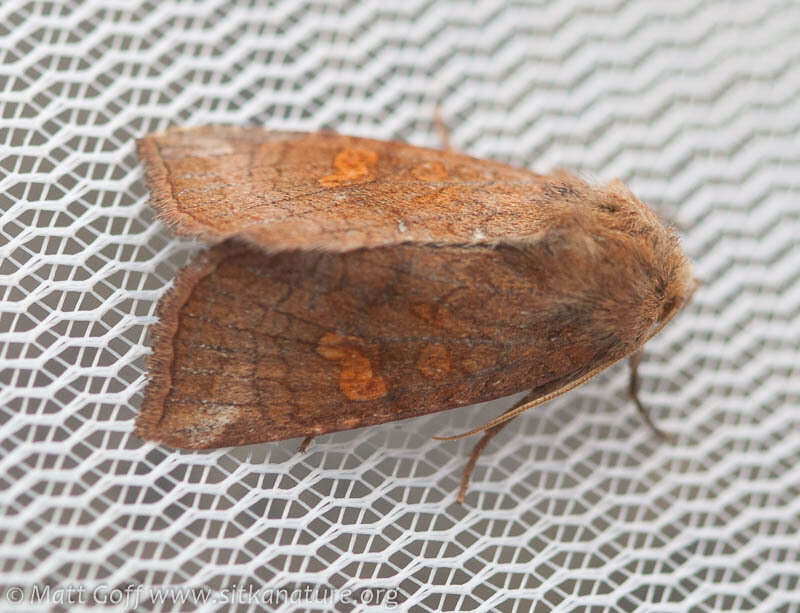 Image of American Ear Moth