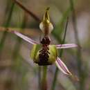 Image of Bow-lip spider orchid