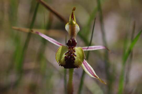 Image of Bow-lip spider orchid