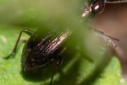 Image of Rough-necked Springtail-stalker