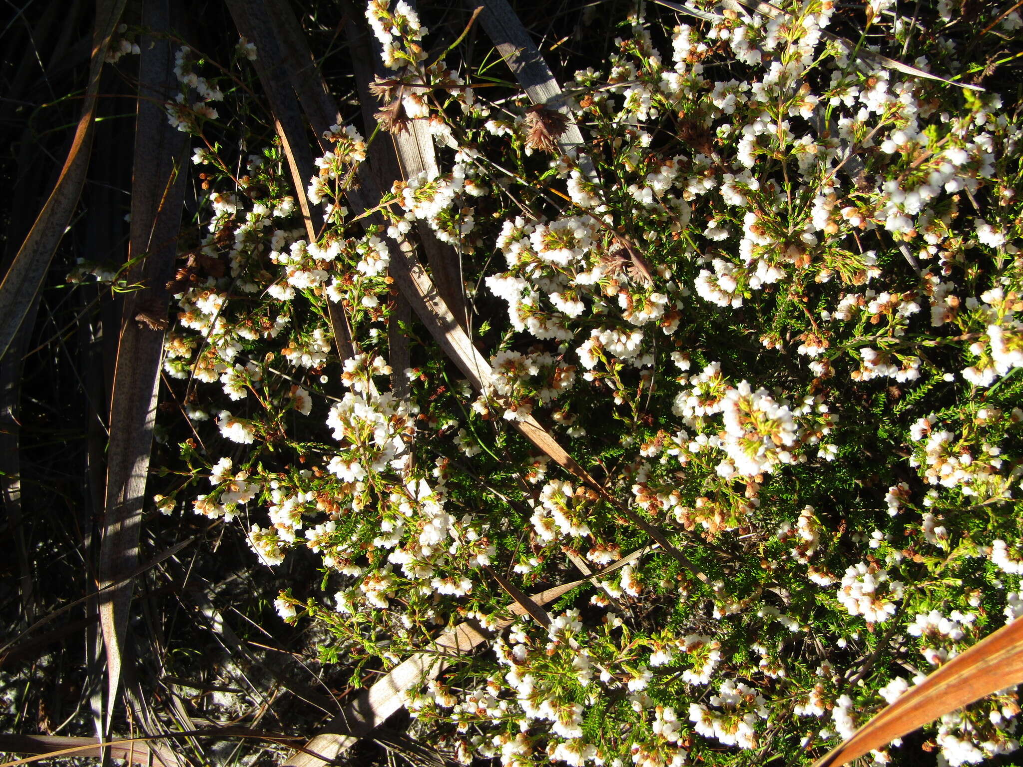 Image of Erica subdivaricata Berg.