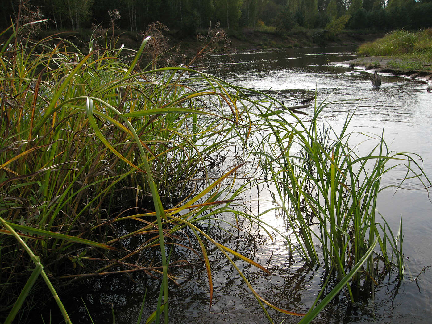 Image of Scirpus radicans Schkuhr