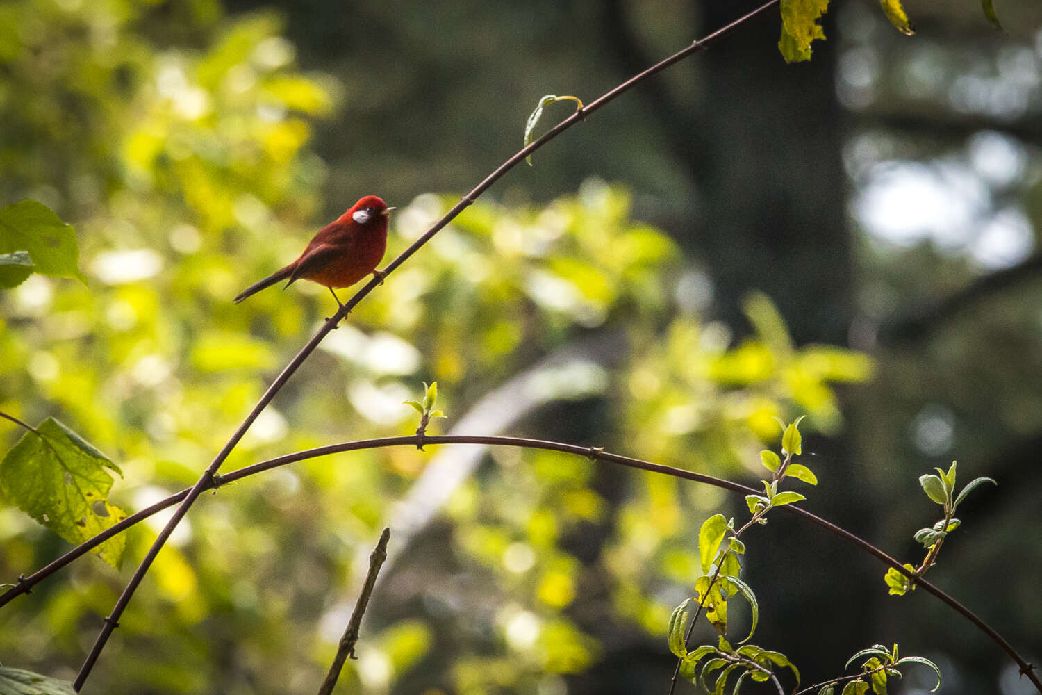 Image of Red Warbler