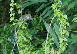 Image of Long-tailed Macaque