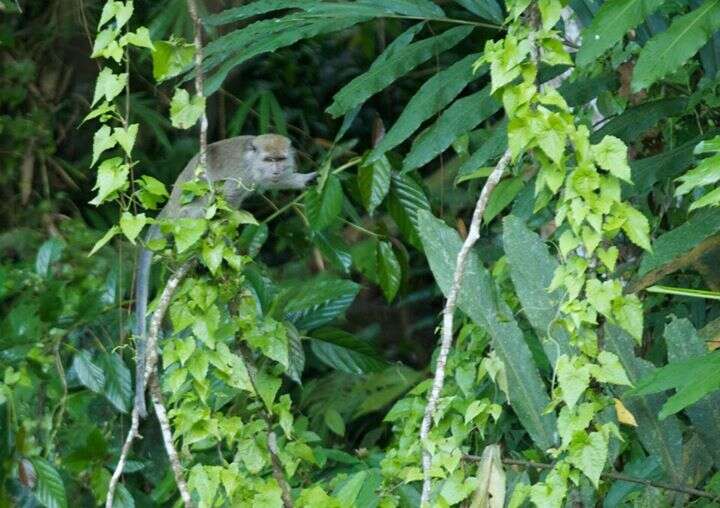 Image of Long-tailed Macaque