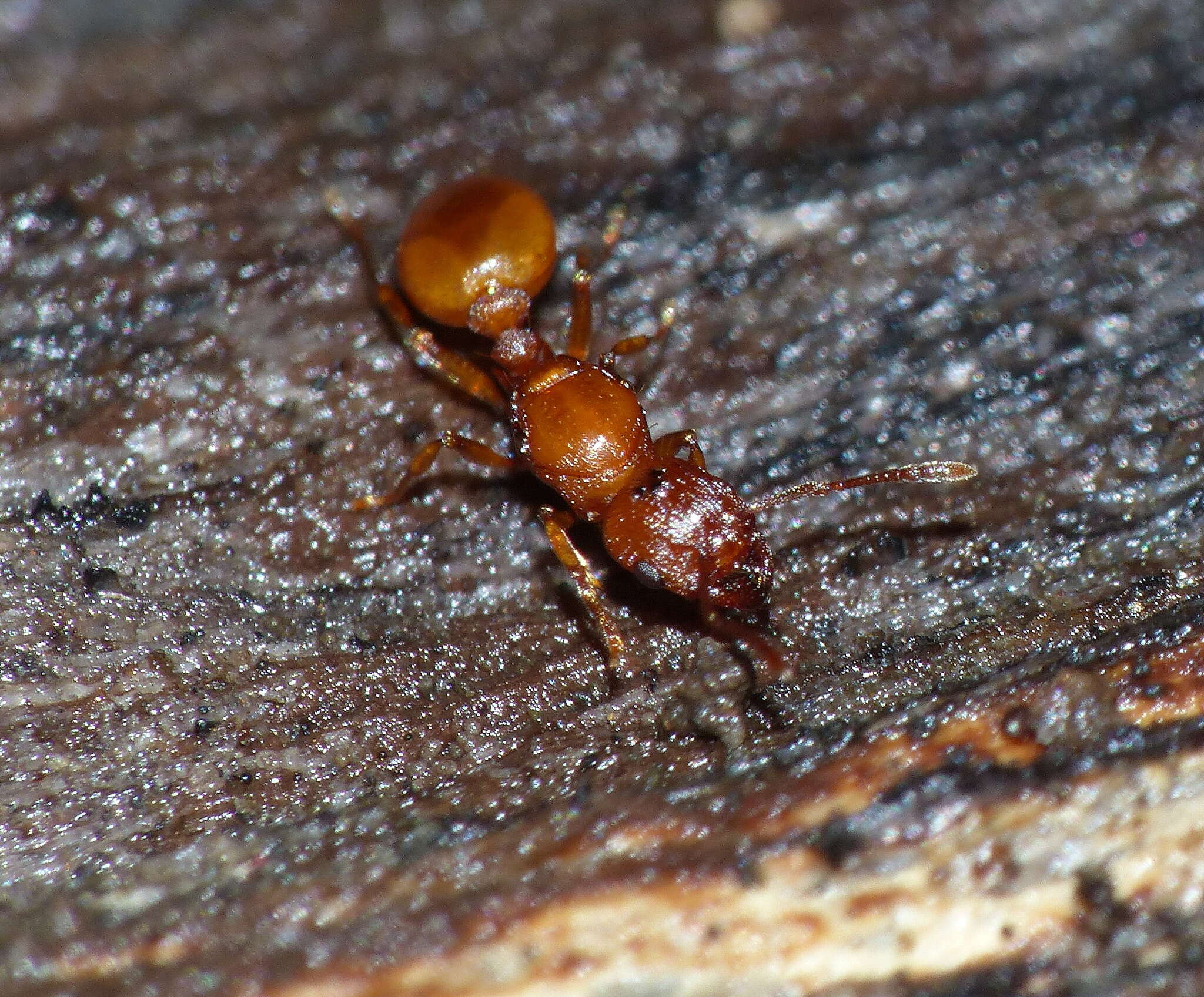 Image of Tetramorium capense Mayr 1865