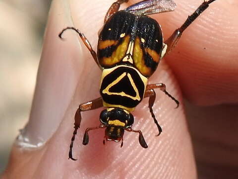 Image of Delta Flower Scarab