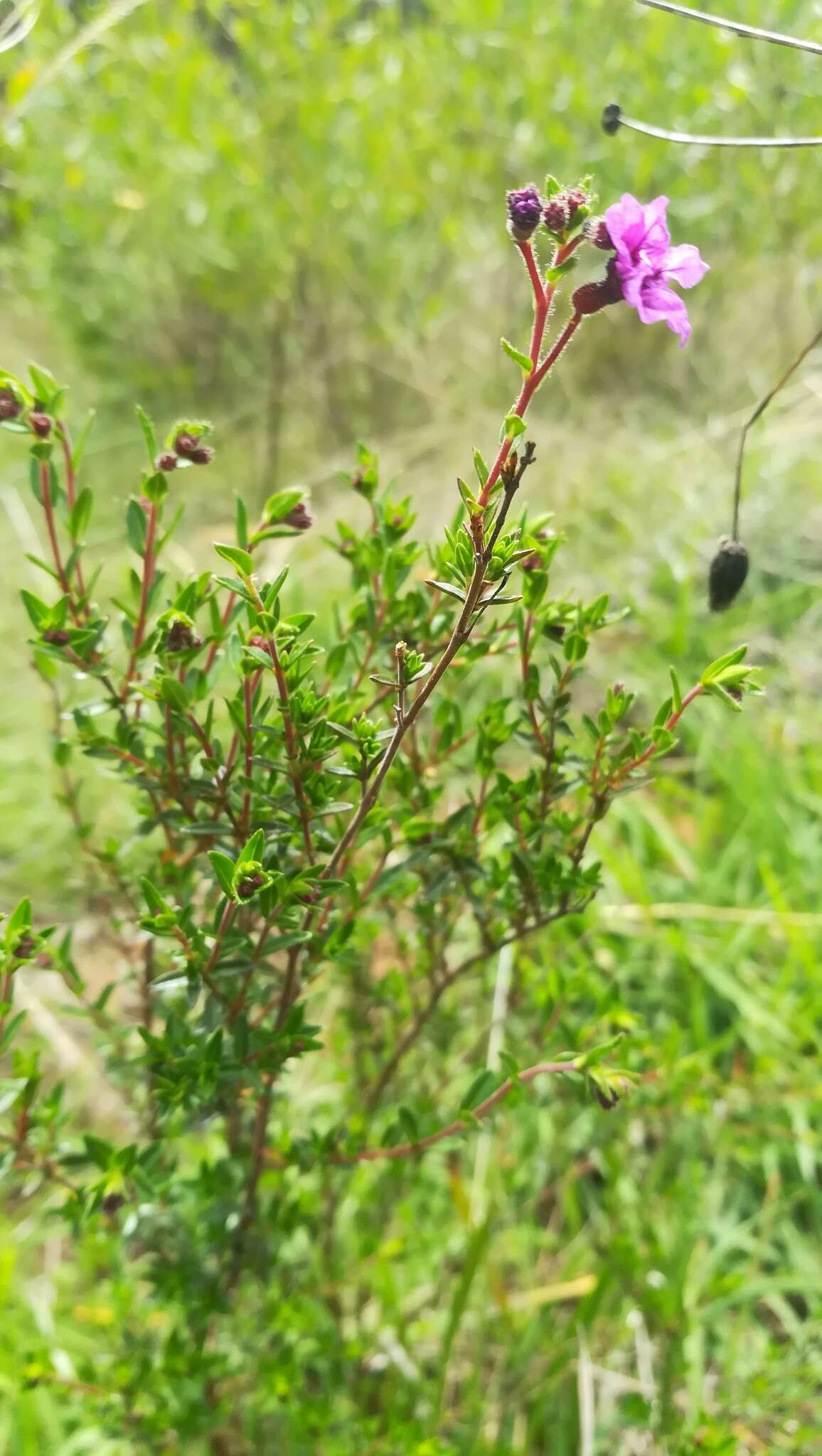 Image of Cuphea ciliata Ruiz & Pav.