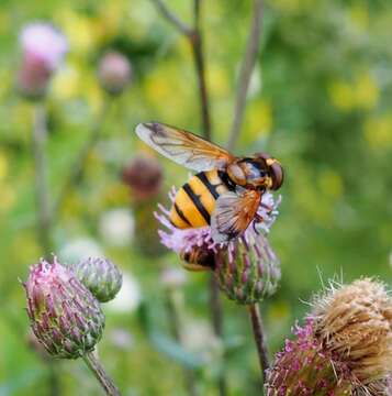 Image of Volucella inanis (Linnaeus 1758)