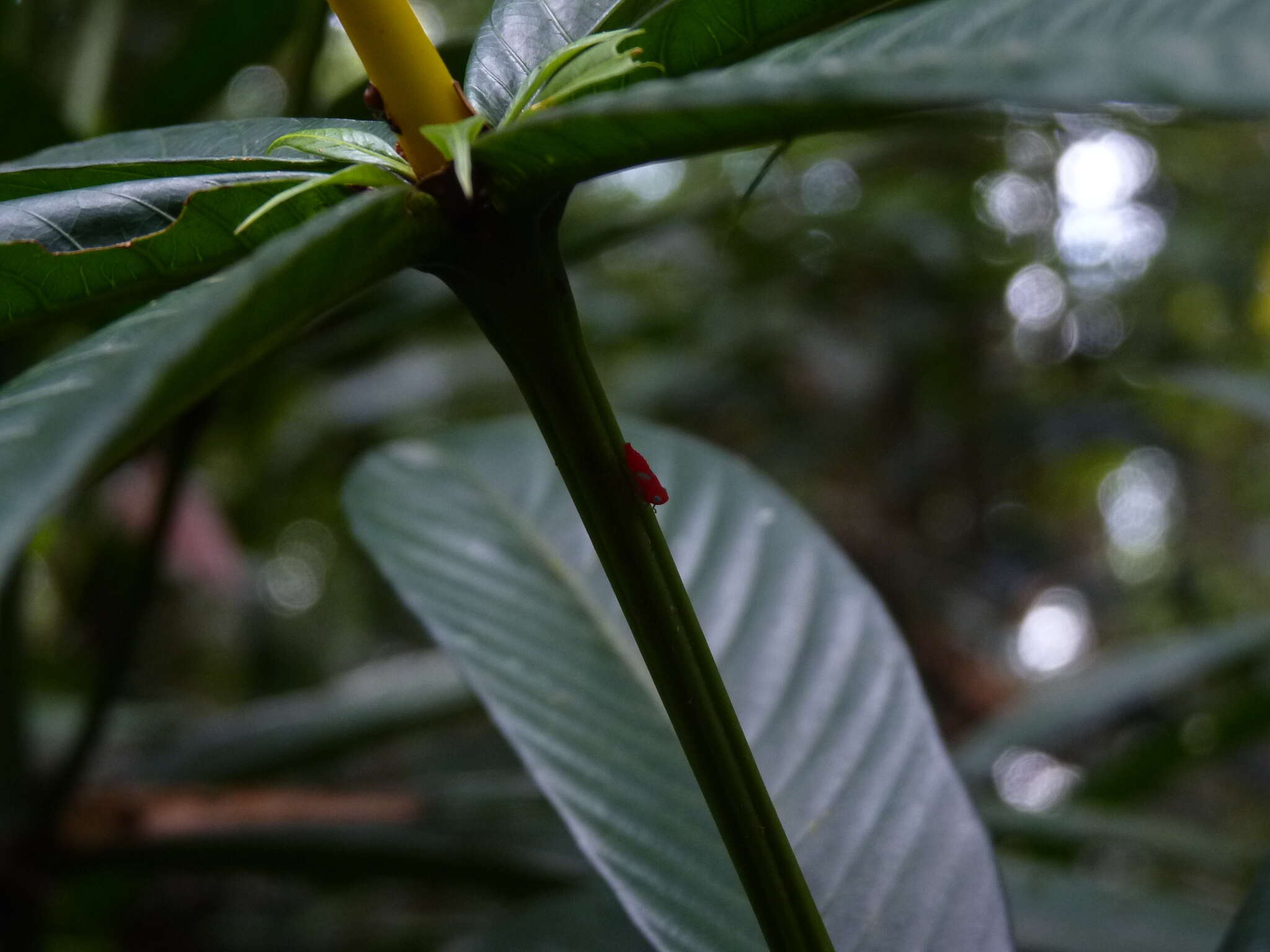 Palicourea virens (Poepp.) Standl. resmi