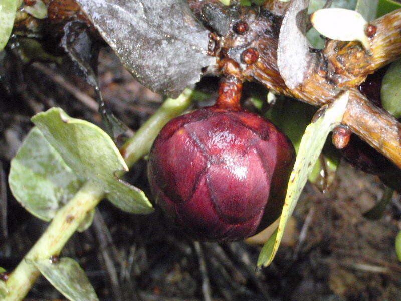 Image de Protea amplexicaulis (Salisb.) R. Br.