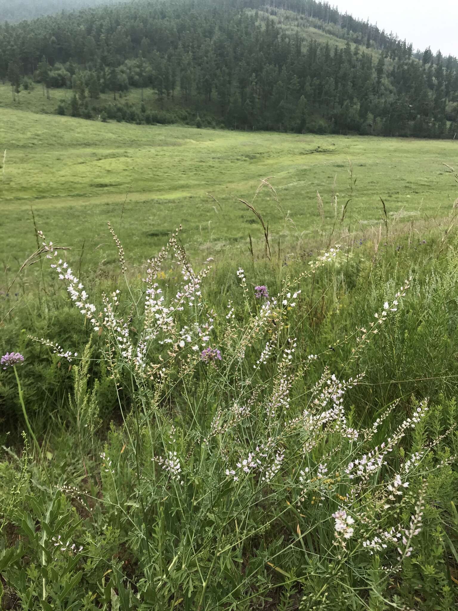 Image of Astragalus melilotoides Pall.