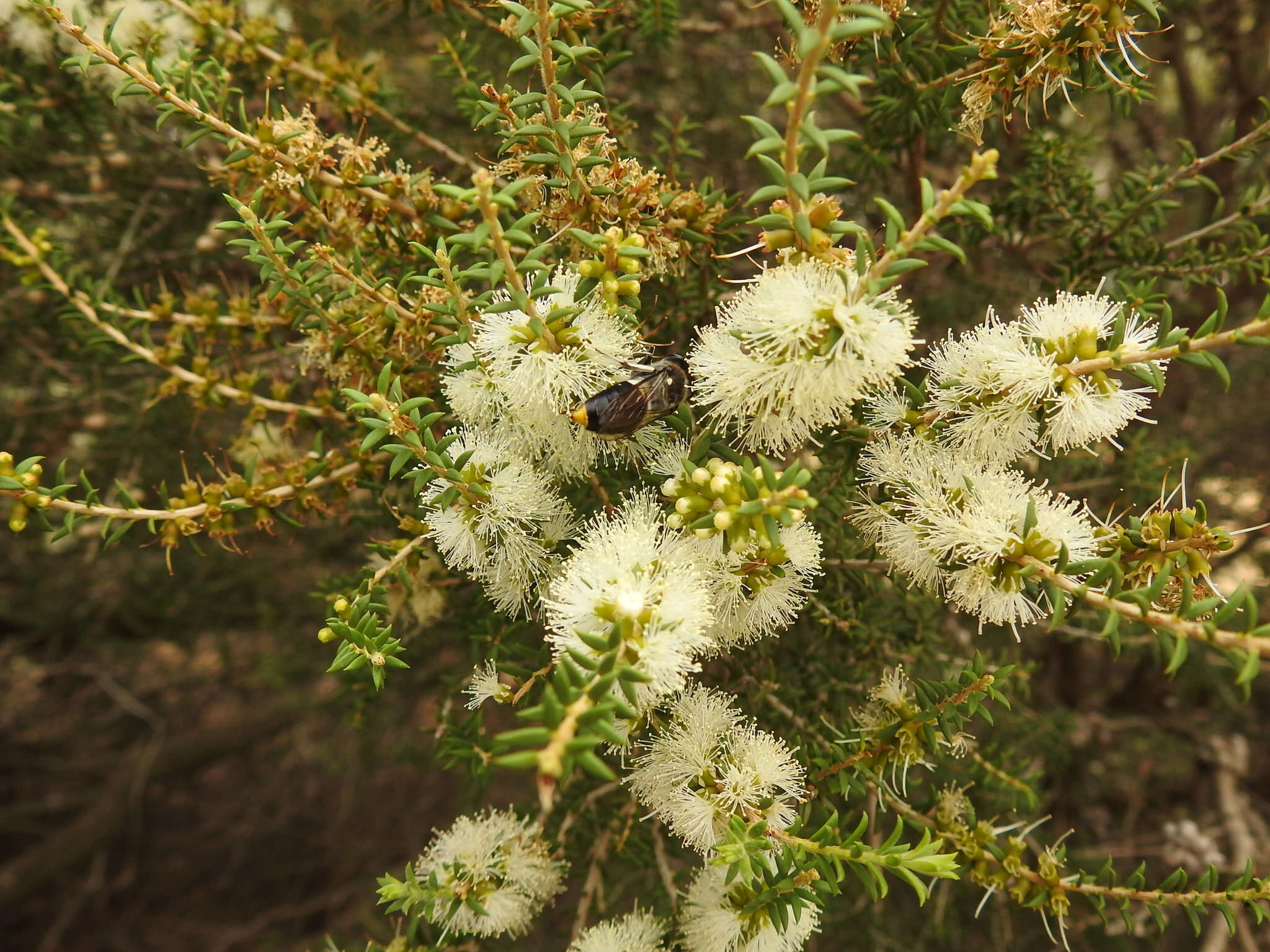 Plancia ëd Bembix vespiformis F. Smith 1856