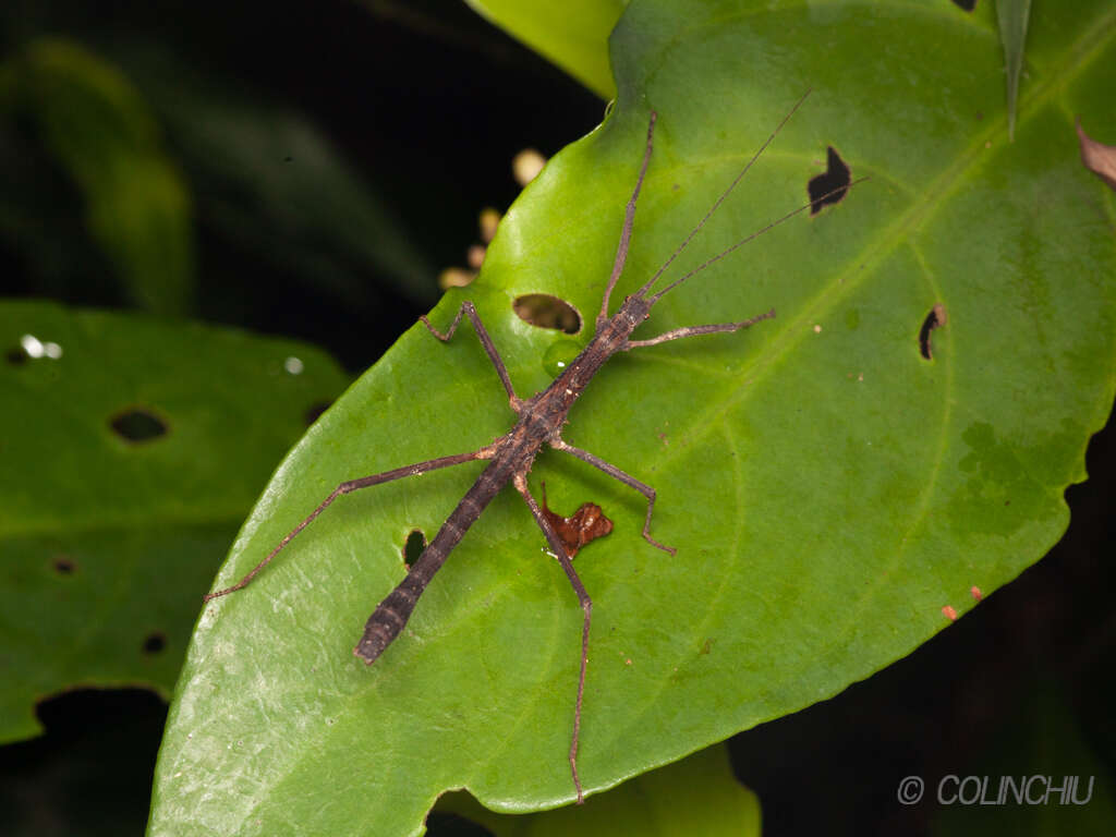 Image of Neohirasea hongkongensis Brock & Seow-Choen 2000