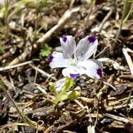Слика од Nemophila maculata Benth. ex Lindl.