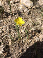 Oenothera tubicula Gray resmi