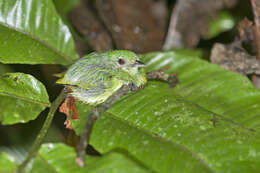 Image of Blue-crowned Manakin